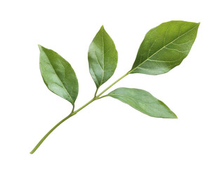 Obraz premium Emerald Leaves: A close-up shot of vibrant green leaves, showcasing nature's artistry and organic forms. 