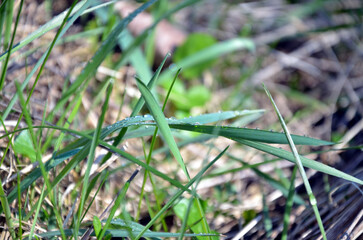 Morning dew on the grass
