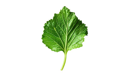 Naklejka premium A Green Leaf's Delicate Elegance: A close-up photograph unveils the intricate beauty of a singular vibrant green leaf, showcasing its detailed structure and textured surface.