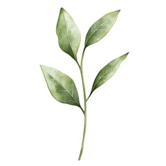 Botanical Serenity: A delicate green branch of leaves with a watercolor effect evokes a sense of calm and purity. This botanical art exudes a fresh and minimalist aesthetic, ideal for natural designs.
