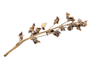 Dried Herb: A close-up shot reveals the delicate beauty of a dried herb, its intricate details preserved in time, evokes feelings of quietude and resilience.