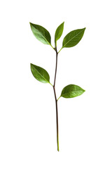 New Life Sprout:  A delicate twig with vibrant green leaves, capturing the essence of growth and renewal, symbolizing new beginnings, resilience, and the cycle of life. 