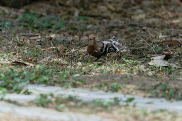 Common hoopoe (Eurasian hoopoe) eating earthworm