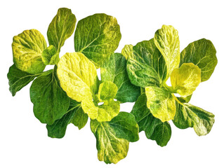 Fresh Garden Greens: A close-up, vibrant depiction of tender, sun-kissed garden greens. The image showcases the delicate textures and vivid colors of fresh foliage.