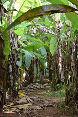 Obraz premium Branches of green lime tree with ripe fruits growing in orchard on summer day. Fresh oranges are hung from trees at an orange orchard with with Bokeh background. green fresh lime in dark lime tree