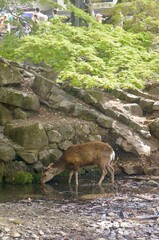 Deer Drinking from Stream in Nara
