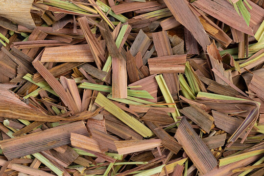 Dried plant surface of ca&ntilde;a santa (Cymbopogon citratus), aromatic herb, close-up