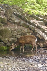 Deer Drinking from Stream in Nara