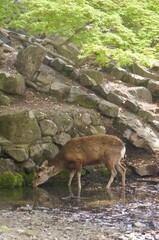 Deer Drinking from Stream in Nara