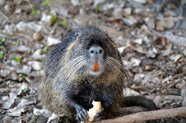 nutria eats bread(Myocastor coypus)