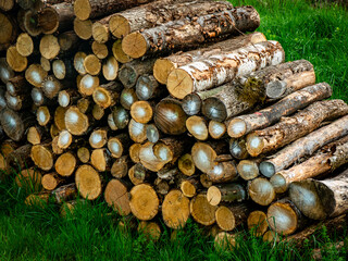 Brennholzlager auf einer Wiese im Frühjahr © focus finder