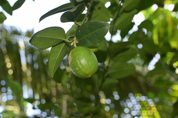Branches of green lime tree with ripe fruits growing in orchard on summer day. Fresh oranges are hung from trees at an orange orchard with with Bokeh background. green fresh lime in dark lime tree