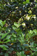 Branches of green lime tree with ripe fruits growing in orchard on summer day. Fresh oranges are hung from trees at an orange orchard with with Bokeh background. green fresh lime in dark lime tree