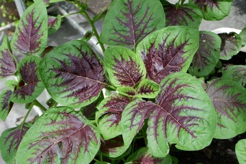 Red Amaranth in the vegetable garden