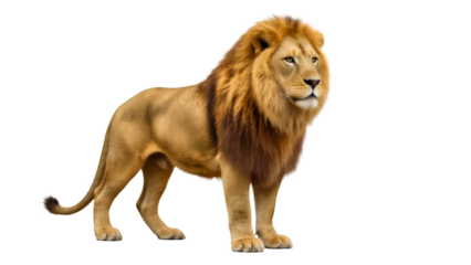Roaring Male Lion Standing on Transparent Background