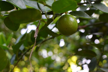 Branches of green lime tree with ripe fruits growing in orchard on summer day. Fresh oranges are hung from trees at an orange orchard with with Bokeh background. green fresh lime in dark lime tree