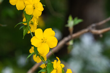 初夏の庭に咲く、鮮やかなヤマブキの花