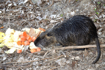 nutria eats bread(Myocastor coypus)