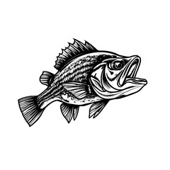 Bass Fish Vintage Logo Vector Illustration