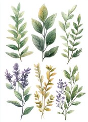 Fototapeta premium Botanical Illustration of Aromatic Herbs Watercolor Design Fresh Green Leaves Culinary Plants