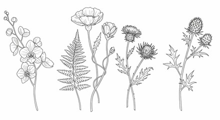 Elegant Floral Line Art Collection of Orchid, Fern, Poppy, and Thistle