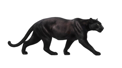 Obraz premium Black Panther Walking on Transparent Background