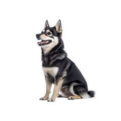 Fototapeta premium Alaskan Klee Kai Dog Breed Sitting Profile, Isolated on Transparent background