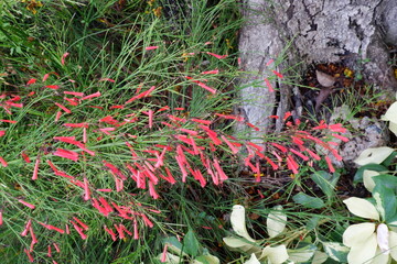 Firecracker plant in the park