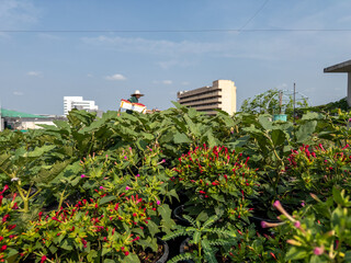 Urban Farm landscape on top of a government building in Lak si, Bangkok