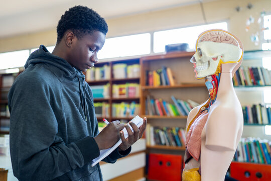 Concentrated male student taking notes in front of anatomical model in high school library, studying human anatomy