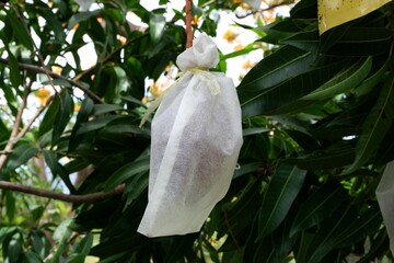 Mango wrapped in net bag to prevent the insects 