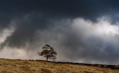 Lone tree in golden hour sunlight with grey moody clouds behind