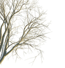 Celtis occidentalis tree corner cutout isolate background transparent