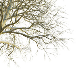 Fagus sylvatica tree corner cutout isolate background transparent