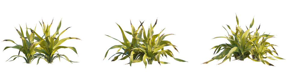 Set of Rohdea japonica variegata tree cutout isolate background transparent