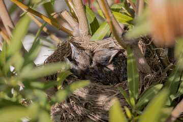 Baby blackbird in the nest 10 days old