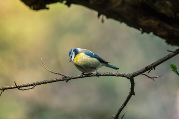 Naklejka premium Close-up of bird perching on branch.