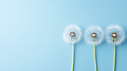 Three dandelion seed heads with stems arranged in a row on a pastel blue background.