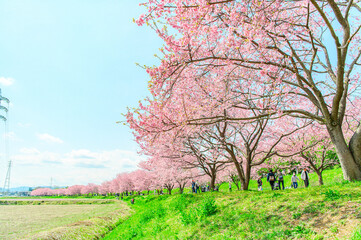  3月の北浅羽桜堤公園 