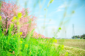  3月の北浅羽桜堤公園 