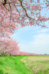  3月の北浅羽桜堤公園 
