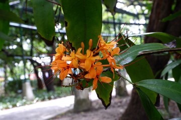 Close-up of orange flowers of Ashoka or Sorrowless tree in a park.