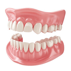Obraz premium Human upper and lower jaw with teeth medical dental illustration isolated on transparent background.