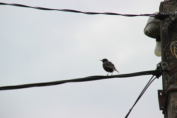 bird on a wire
