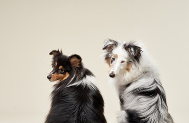 A pair of Shetland Sheepdogs sit on a beige backdrop, their coats displaying a beautiful mix of black, white, and tan. The soft lighting enhances their fur texture and warm expressions.