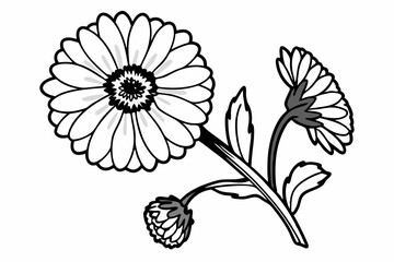 Fototapeta premium black and white flower