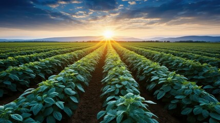 Fototapeta premium field blue potato