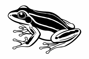 frog on white background