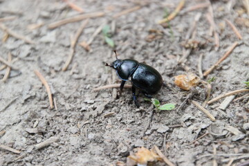 bug on a leaf