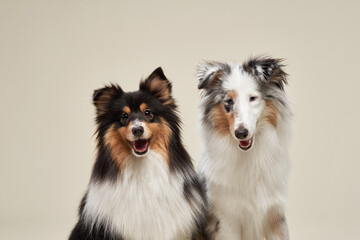 A pair of Shetland Sheepdogs sit closely together, their ears perked up and eyes focused. The...